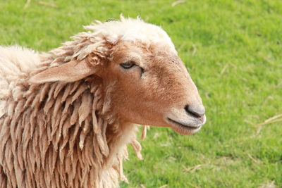 Close-up of a sheep on field