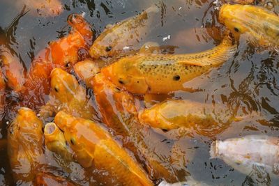 High angle view of koi fish in water