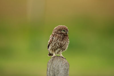 Close-up of bird perching on wooden post