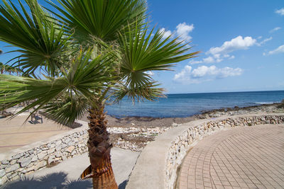 Palm tree by sea against sky