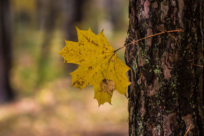 Close-up of yellow maple leaf on tree trunk