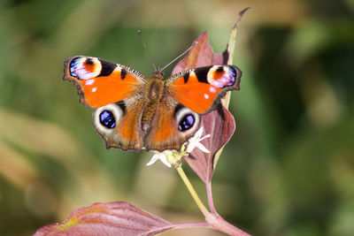 Close-up of butterfly pollinating on flower