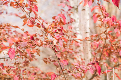 Close-up of cherry blossom tree