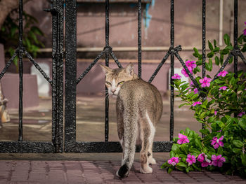 Portrait of cat sitting on railing