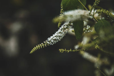 Close-up of snow on plant during winter