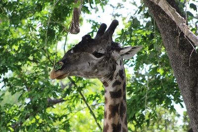 Low angle view of giraffe on tree in forest