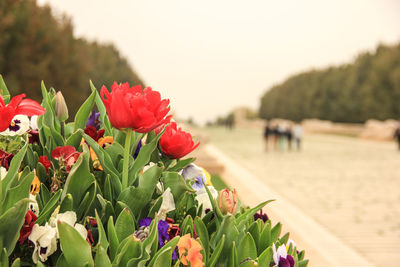 Close-up of red flowers against clear sky