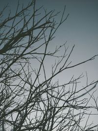 Low angle view of bare tree against sky