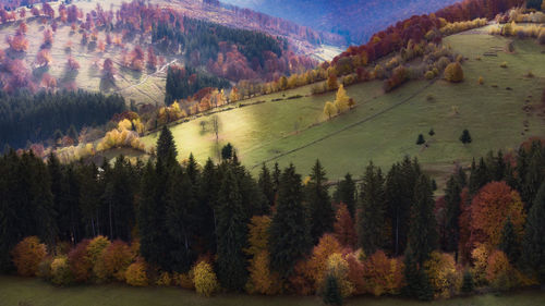 High angle view of trees in forest during autumn