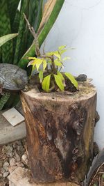 High angle view of potted plant