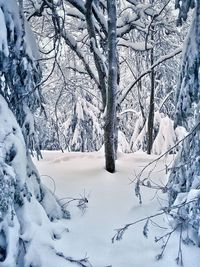 Close-up of frozen trees in forest during winter