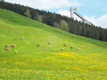 Scenic view of green landscape