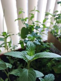 Close-up of plant