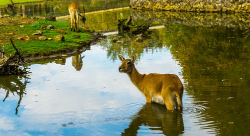 View of drinking water in lake