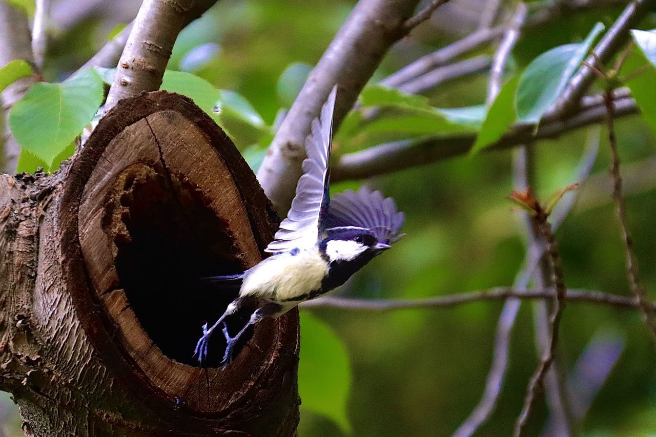 CLOSE-UP OF A BIRD PERCHING ON BRANCH