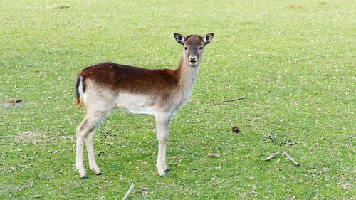 Cat standing on field