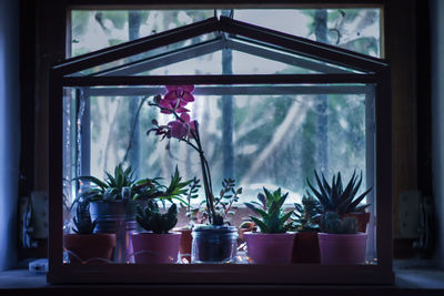 Close-up of potted plant on table