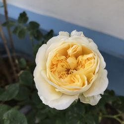 Close-up of white rose