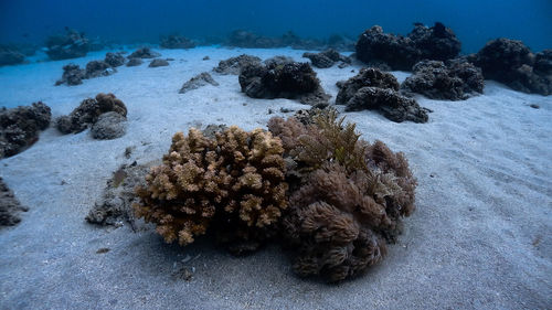 Corals and sand at isla verde