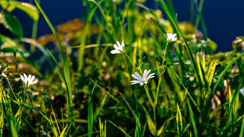 Close-up of white flowers blooming in field