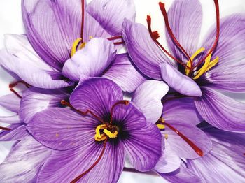 Close-up of purple flowering plant