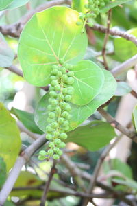 Close-up of fruit growing on tree