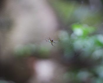 Close-up of spider on web