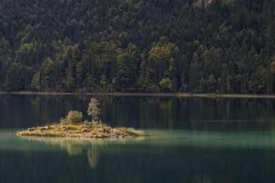 Scenic view of lake in forest