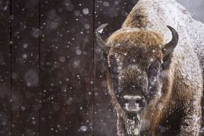 View of an animal during winter