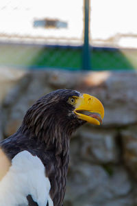 Close-up of a bird looking away