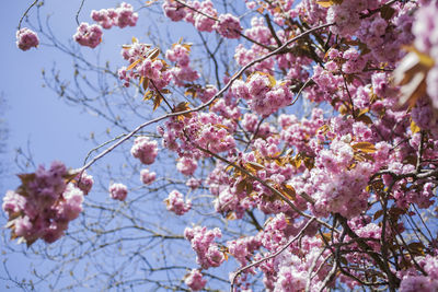 Low angle view of cherry blossom