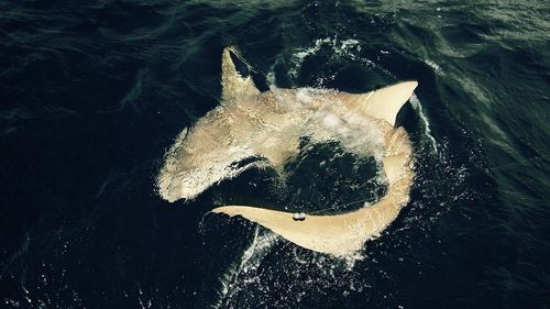 High angle view of turtle in water