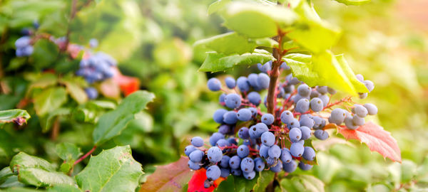 Blue berries mahonia aquifolium oregon-grape or oregon grape