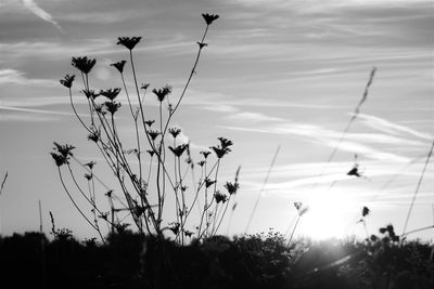 Close-up of flowering plants on field against sky