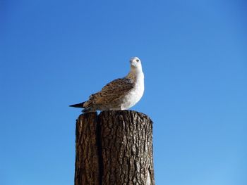 Low angle view of bird perching on wooden post