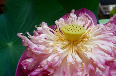 Close-up of pink flowers blooming outdoors