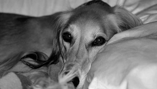 Close-up of saluki relaxing on bed