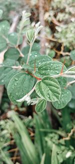 Close-up of wet leaves on plant at field