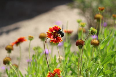 Close-up of red flowering plants on field