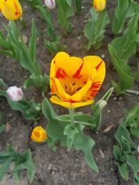 Close-up of yellow crocus blooming on field