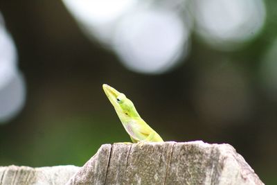 Close-up of insect on leaf