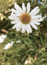 Close-up of white daisy flower