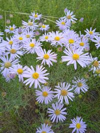 Close-up of white daisy flowers