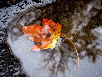 Close-up of leaves on water