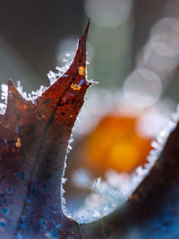 Close-up of dry leaves on plant during winter