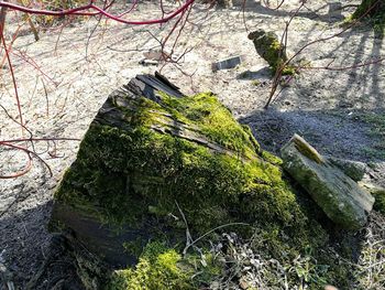 High angle view of moss growing on rock