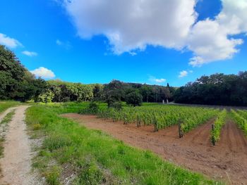 Scenic view of farm against sky