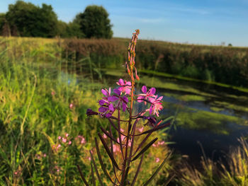 Close-up of pink flowering plant on field