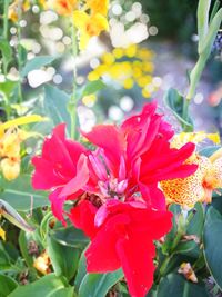 Close-up of red flowering plants