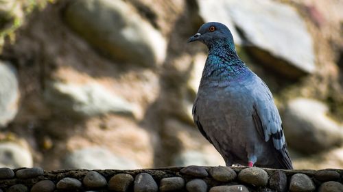 Close-up of bird perching on rock